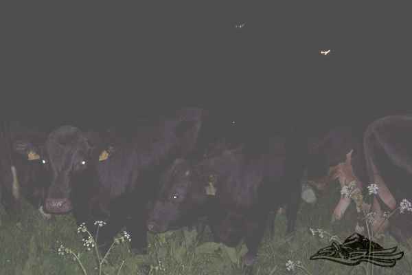 Click on the photo for the orgiginal