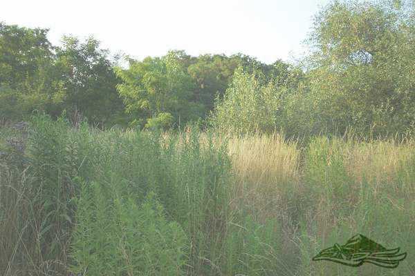 Click on the photo for the orgiginal Click on the photo for the orgiginal