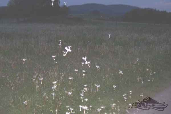 Click on the photo for the orgiginal