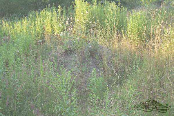 Click on the photo for the orgiginal