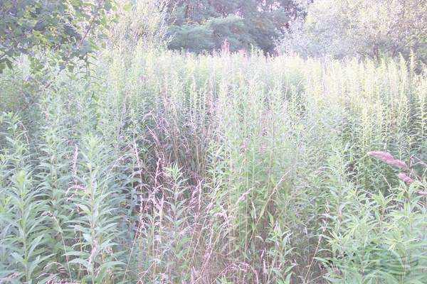 Click on the photo for the orgiginal Click on the photo for the orgiginal