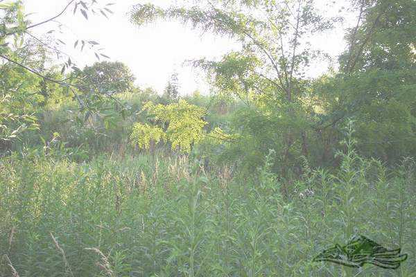 Click on the photo for the orgiginal