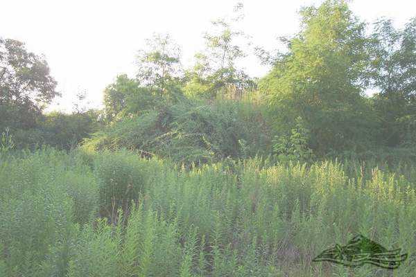 Click on the photo for the orgiginal Click on the photo for the orgiginal