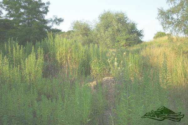 Click on the photo for the orgiginal Click on the photo for the orgiginal